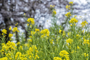 Obraz premium Blossoms of a Rape Plant