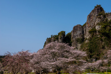 仙の岩の桜