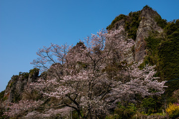 仙の岩の桜