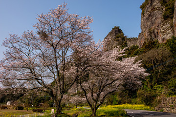 Fototapeta na wymiar 仙の岩の桜