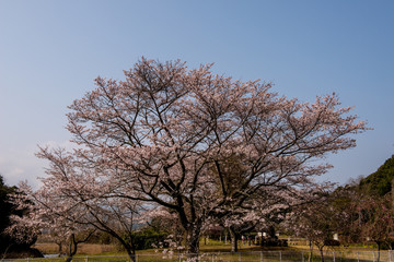 仙の岩の桜