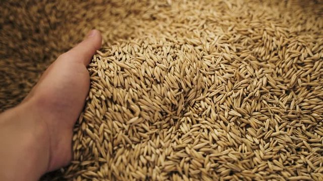 Famer's hand goes through oats. Slow motion