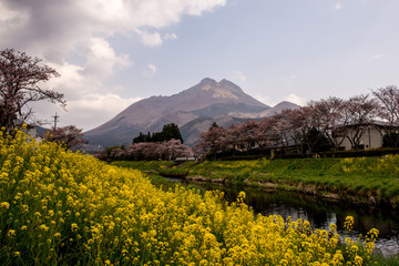 由布院の桜と菜の花