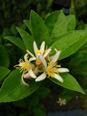 white jasmine