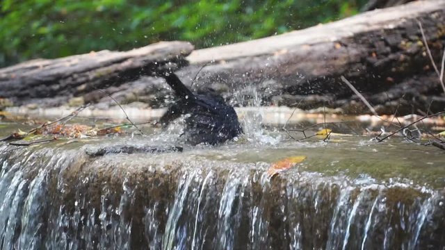 Bird bath drinking with water splashing from waterfall slow motion.