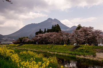 Fototapeta premium 由布院の桜と菜の花
