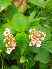 flower in the garden