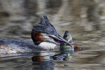 Great crested grebe (Podiceps cristatus)
