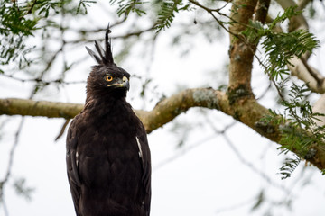 Bird in Safari in African