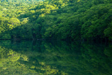 蔦沼と新緑の木々
