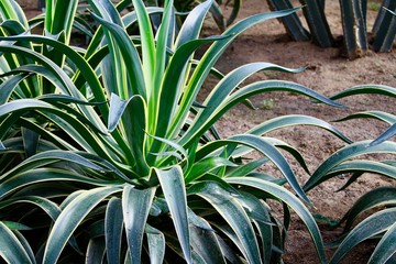 Tequila plant leaves close up