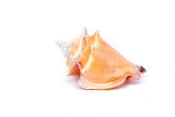 Sea ​​shell in high resolution with white background