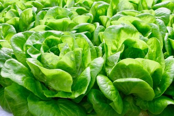 green lettuce in garden texture