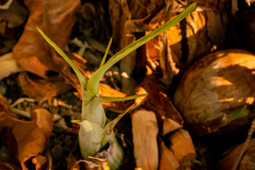 Fresh Green Unripe banana Cluster plantation cultivation in South East Asia