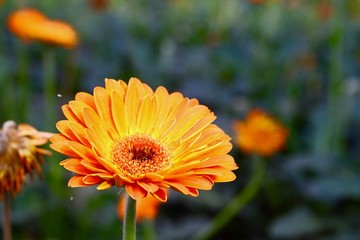 Gerbera in spring 