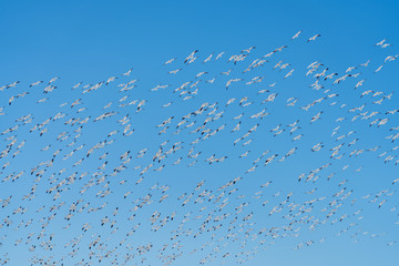 crowd snow goose