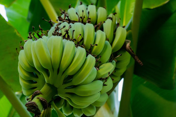 Fresh Green Unripe banana Cluster plantation cultivation in South East Asia