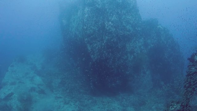 Two silver Queenfish dart away from a deep underwater pinnacle in the Gulf of Thailand.