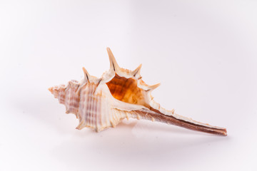 Sea Snail Exposed - Isolated Molusce