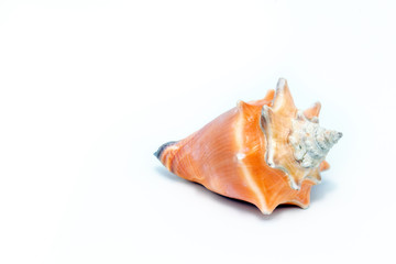 Sea ​​shell in high resolution with white background