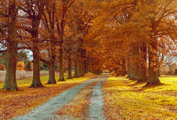 Naklejka premium Jesień Back Road