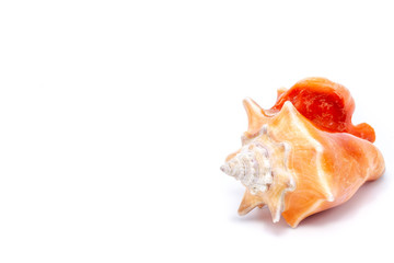 large orange sea shell, beautiful. Isolated background.