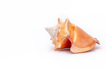 Obraz na płótnie Canvas Sea ​​shell in high resolution with white background