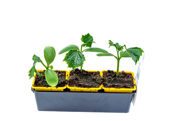 Cucumber seedlings in pots isolated, ready to replant in the garden on white background