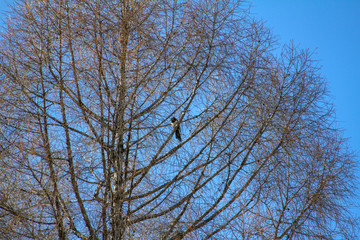 A bird stand on the tree Winter forest