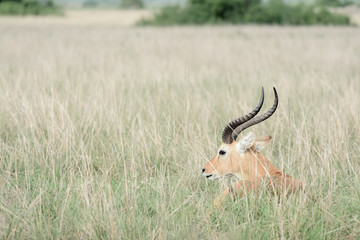 Impala in Uganda