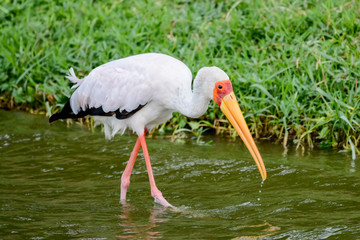 Bird in Uganda