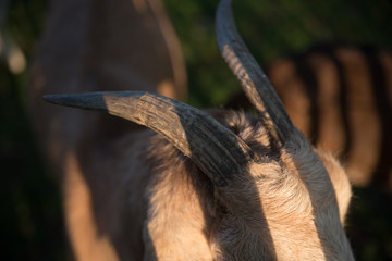 horn of a goat