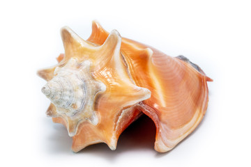 sea ​​shell in high resolution, photo on white background.