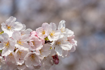 桜の花　東京都多摩市乞田川