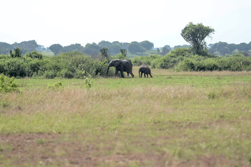 Fototapeta premium Landscape in Uganda