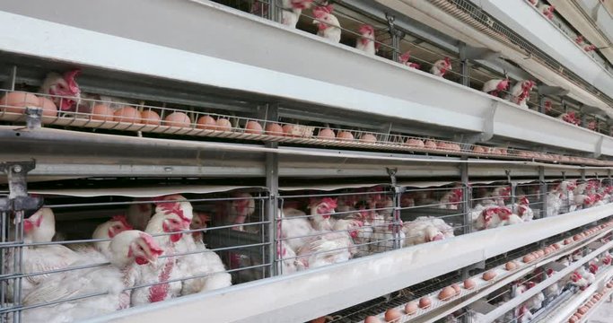 4K panning wide angle view of cramped chickens in a large scale egg laying production farm with eggs moving along a conveyer belt