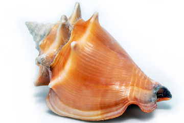 sea ​​shell in high resolution, photo on white background.