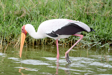 Bird in Uganda