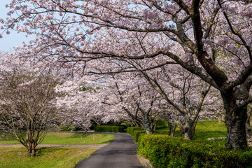 Fototapeta na wymiar 風土記の丘の桜