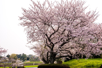 Obraz premium 風土記の丘の桜