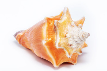 Large orange sea shell, beautiful. Isolated background.