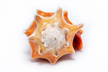 sea ​​shell in high resolution, photo on white background.
