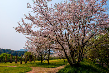 桜づつみ公園の桜