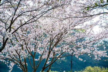 桜づつみ公園の桜
