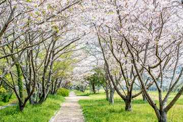 桜づつみ公園の桜