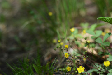 yellow forest flowers on a blurred background photo image