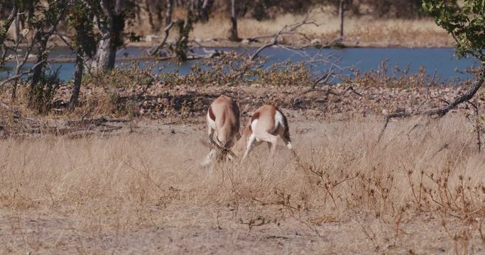 4K view of two male springbuck fighting for dominance at the edge of a waterhole, Etosha National Park, Namibia