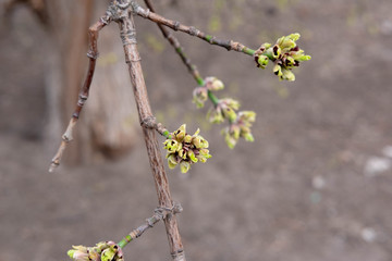 A branch with buds that open in spring. Spring awakening of trees. Spring in the park