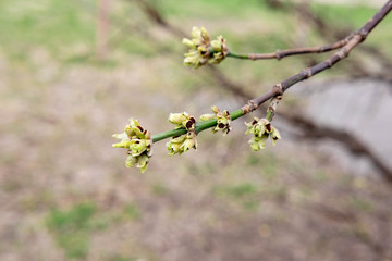 A branch with buds that open in spring. Spring awakening of trees. Spring in the park