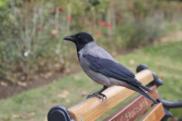 Big crow sitting on the bench